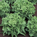 Sandy Lettuce Seeds High Germination Garden Seeds heirloom non-gmo seeds