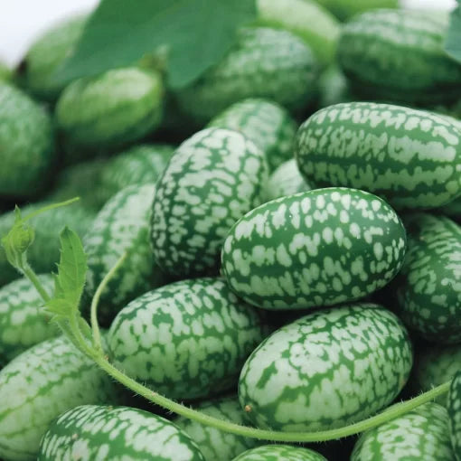 Mexican Sour Gherkin Seeds High Germination Garden Seeds heirloom non-gmo seeds