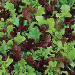 Micro Mini Greens Lettuce Seeds Tiny -Growing Lettuce Microgreens High Germination Garden Seeds heirloom non-gmo seeds