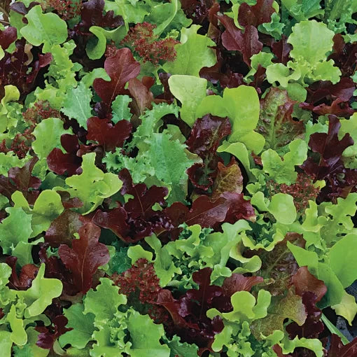 Micro Mini Greens Lettuce Seeds Tiny -Growing Lettuce Microgreens High Germination Garden Seeds heirloom non-gmo seeds