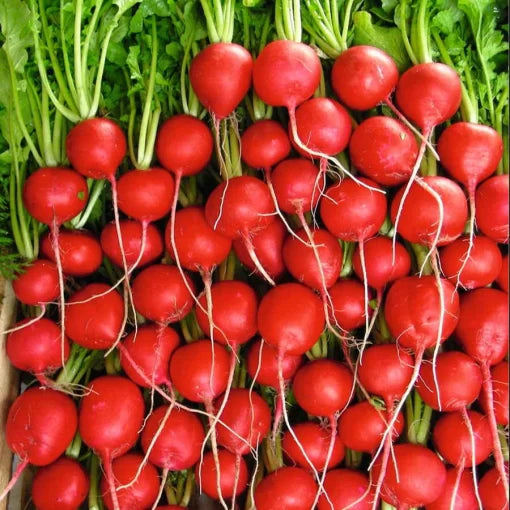 Rivoli Radish Seeds High Germination Garden Seeds heirloom non-gmo seeds