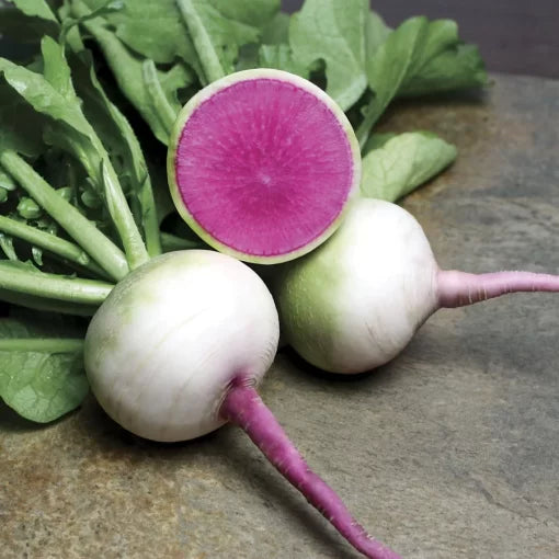 Starburst Hybrid Radish Seeds Bright Red-and-White Specialty Radishes High Germination Garden Seeds heirloom non-gmo seeds
