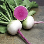 Starburst Hybrid Radish Seeds Crisp Sweet Multi-Color Radishes High Germination Garden Seeds heirloom non-gmo seeds