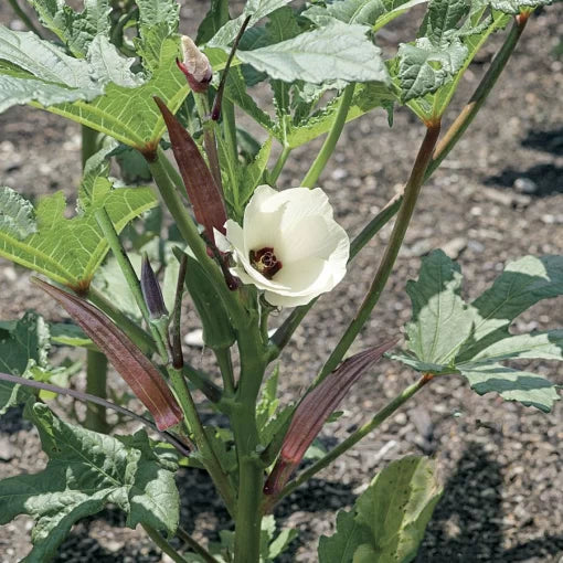 Bull Dog Okra Seeds Thick Smooth High-Yield Okra Pods High Germination Garden Seeds heirloom non-gmo seeds