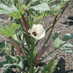 Bull Dog Okra Seeds Thick Smooth High-Yield Okra Pods High Germination Garden Seeds heirloom non-gmo seeds