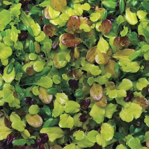 Simply Salad City Garden Mix Seeds Multi-Lettuce Blend for Containers High Germination Garden Seeds heirloom non-gmo seeds
