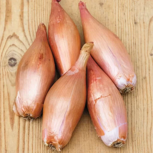 Zebrune Shallot Seeds High Germination Garden Seeds heirloom non-gmo seeds