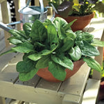 Imperial Green Hybrid Spinach Seeds Deep Green Upright Spinach Variety High Germination Garden Seeds heirloom non-gmo seeds