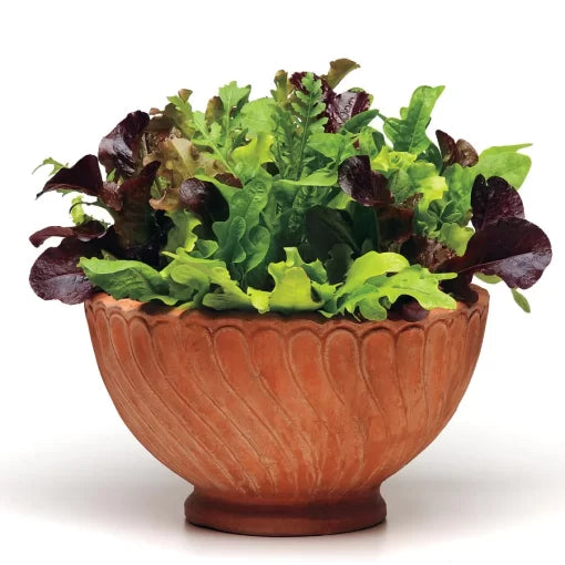 Simply Salad Alfresco Mix Seeds Cut-and-Come-Again Leafy Greens Blend High Germination Garden Seeds heirloom non-gmo seeds