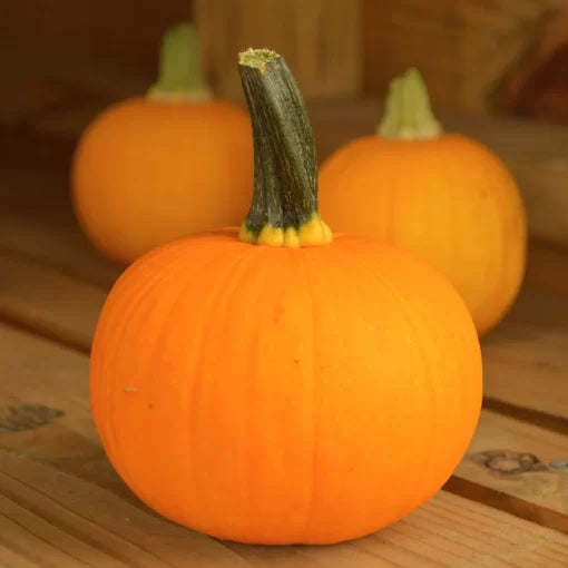 Kandy Korn Plus Hybrid Pumpkin Seeds Large Orange Sweet-Use Pumpkins High Germination Garden Seeds heirloom non-gmo seeds