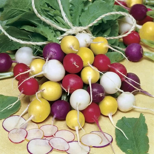 Beauty Blend Radish Seeds High Germination Garden Seeds heirloom non-gmo seeds