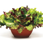Simply Salad Summer Picnic Mix Seeds Cut-and-Come-Again Lettuce Blend High Germination Garden Seeds heirloom non-gmo seeds