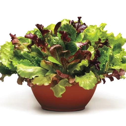 Simply Salad Summer Picnic Mix Seeds Cut-and-Come-Again Lettuce Blend High Germination Garden Seeds heirloom non-gmo seeds
