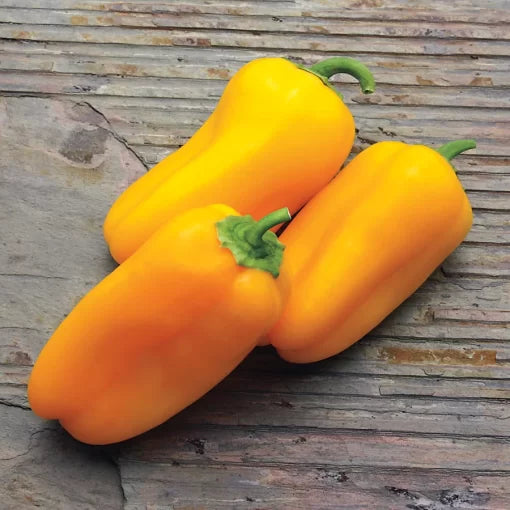 Yellow Sparkler Pepper Seeds High Germination Garden Seeds heirloom non-gmo seeds