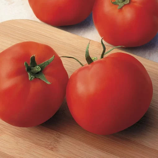 Big Yummy Hybrid Tomato Seeds Large Blocky Sweet Red Slicing Tomatoes High Germination Garden Seeds heirloom non-gmo seeds