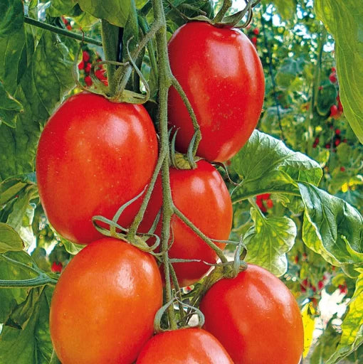 Corleone Hybrid Tomato Seeds Deep-Red Meaty Italian Paste Tomatoes High Germination Garden Seeds heirloom non-gmo seeds