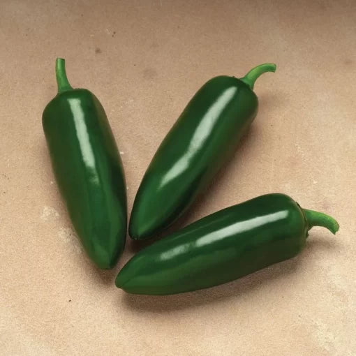 Jalafuego Hybrid Pepper Seeds High-Heat Extra-Large Jalapeños High Germination Garden Seeds heirloom non-gmo seeds