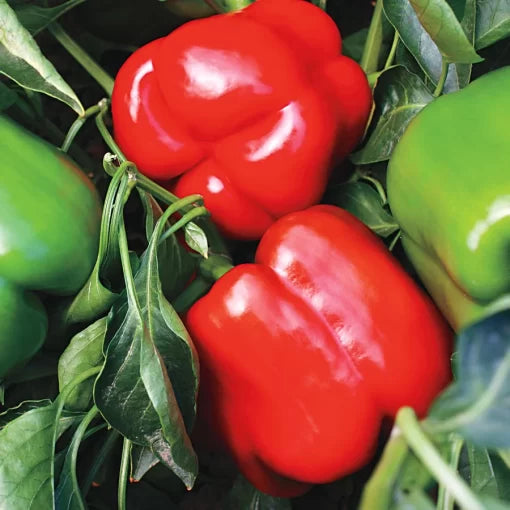 Majestic Red Hybrid Pepper Seeds Large Glossy Deep-Red Sweet Bells High Germination Garden Seeds heirloom non-gmo seeds