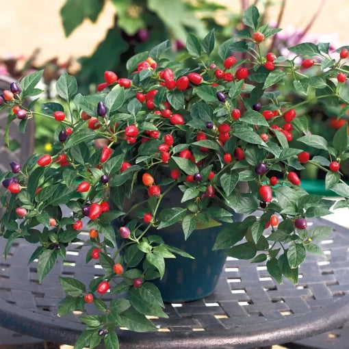 Loco Hybrid Pepper Seeds Colorful Purple-to-Red Hot Chili Peppers High Germination Garden Seeds heirloom non-gmo seeds