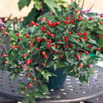 Loco Hybrid Pepper Seeds Colorful Purple-to-Red Hot Chili Peppers High Germination Garden Seeds heirloom non-gmo seeds