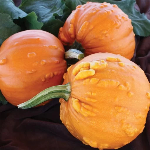 Toad Pumpkin Seeds High Germination Garden Seeds heirloom non-gmo seeds