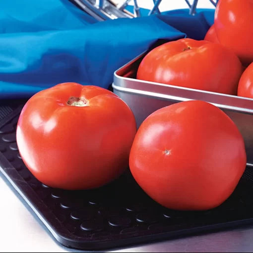 Rocky Top Tomato Seeds Flavor-Rich Red Garden Tomatoes High Germination Garden Seeds heirloom non-gmo seeds