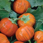 Turkish Orange Eggplant Seeds Round Striped Orange Eggplants High Germination Garden Seeds heirloom non-gmo seeds