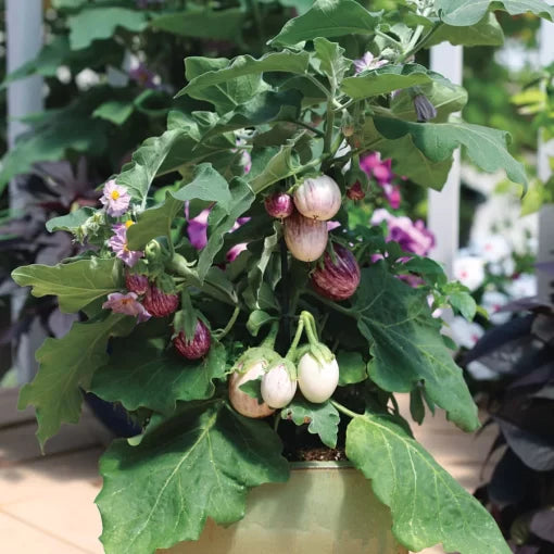 Pinstripe Eggplant Seeds High Germination Garden Seeds heirloom non-gmo seeds