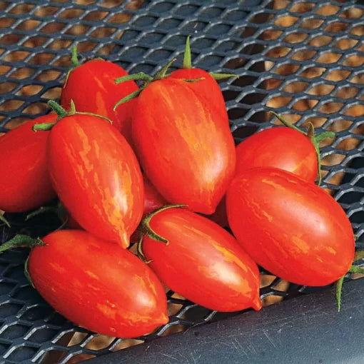 Firecracker Hybrid Tomato Seeds Early Bright-Red Cocktail Tomatoes High Germination Garden Seeds heirloom non-gmo seeds