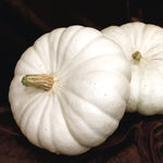 Flat White Boer Ford Pumpkin Seeds High Germination Garden Seeds heirloom non-gmo seeds
