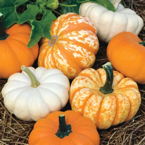Mini Harvest Blend Pumpkin Seeds Mixed Small Decorative Pumpkins High Germination Garden Seeds heirloom non-gmo seeds