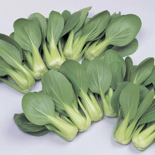 Li Ren Choy Hybrid Pak Choi Seeds Mini Tender Baby Bok Choy High Germination Garden Seeds heirloom non-gmo seeds