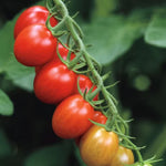 Sugar Rush Hybrid Grape Tomato Seeds Extra-Sweet Red Grape Tomatoes High Germination Garden Seeds heirloom non-gmo seeds