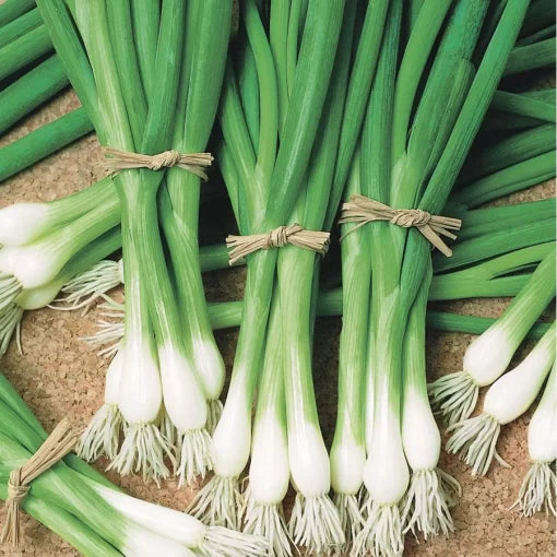 Warrior Bunching Onion Seeds High Germination Garden Seeds heirloom non-gmo seeds