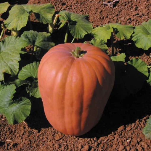 Dickinson Pumpkin Seeds Famous Pie Pumpkin Variety High Germination Garden Seeds heirloom non-gmo seeds