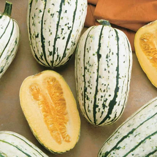 Delicata Winter Squash Seeds Sweet Nutty Cream-and-Green Squash High Germination Garden Seeds heirloom non-gmo seeds