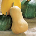 Waltham Butternut Squash Seeds Sweet Nutty Long-Storing Butternut High Germination Garden Seeds heirloom non-gmo seeds
