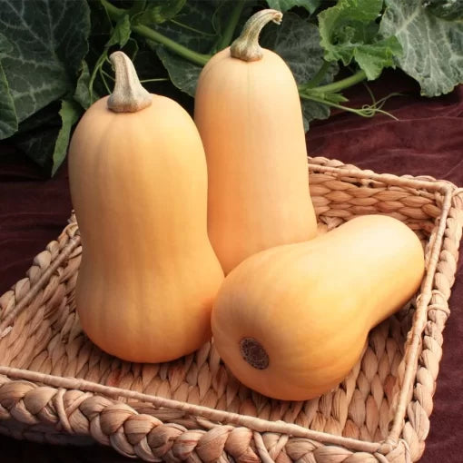 Lil Dipper Hybrid Winter Squash Seeds Mini Butternut-Style Sweet Squash High Germination Garden Seeds heirloom non-gmo seeds