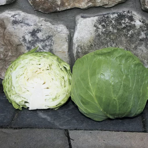Katarina Cabbage Seeds High Germination Garden Seeds heirloom non-gmo seeds