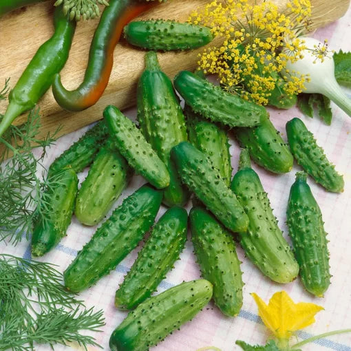 Parisian Gherkin Cucumber Seeds High Germination Garden Seeds heirloom non-gmo seeds