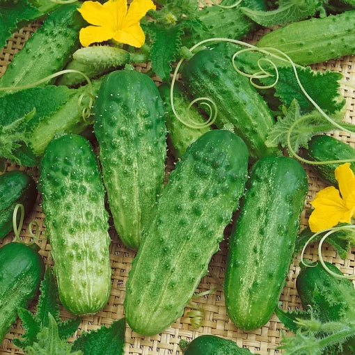Pick a Bushel Cucumber Seeds High Germination Garden Seeds heirloom non-gmo seeds