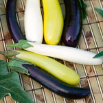 Fingerling Blend Eggplant Seeds High Germination Garden Seeds heirloom non-gmo seeds