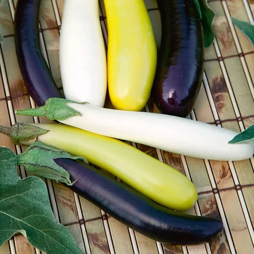 Fingerling Blend Eggplant Seeds High Germination Garden Seeds heirloom non-gmo seeds