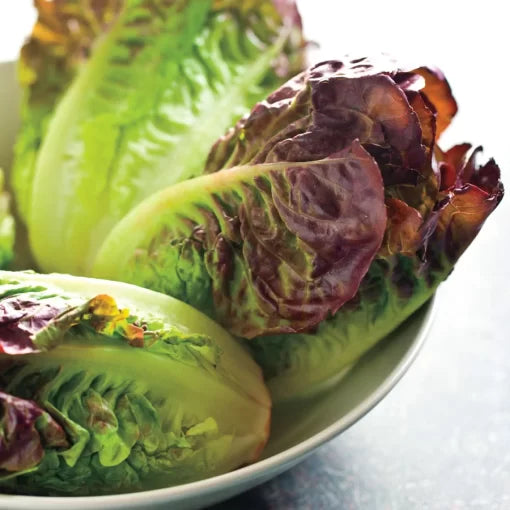Mini Romaine Blend Lettuce Seeds Crisp Baby Romaine Salad Mix High Germination Garden Seeds heirloom non-gmo seeds