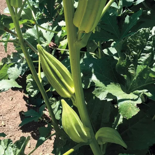 Star of David Okra Seeds Ribbed Okra with Thick Pods High Germination Garden Seeds heirloom non-gmo seeds