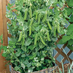 Patio Pride Pea Seeds Compact Early-Spring Container Peas High Germination Garden Seeds heirloom non-gmo seeds