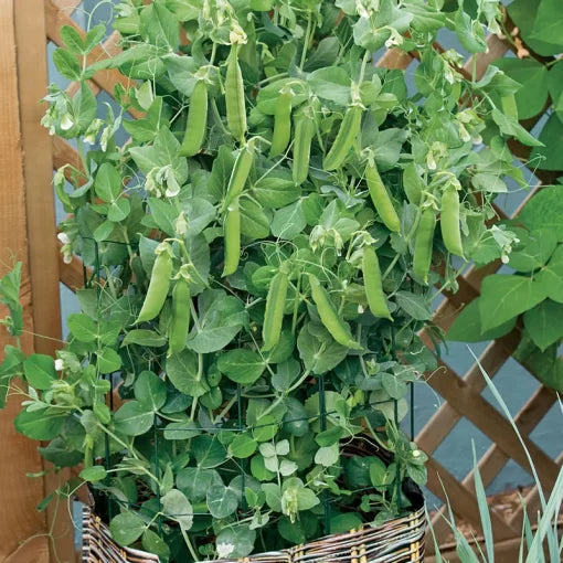 Patio Pride Pea Seeds Compact Early-Spring Container Peas High Germination Garden Seeds heirloom non-gmo seeds