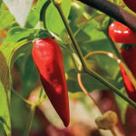 Tabasco Hot Pepper Seeds Fiery Small Peppers for Hot Sauce Making High Germination Garden Seeds heirloom non-gmo seeds