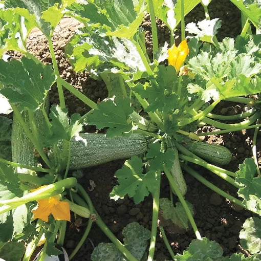 Greyzini Hybrid Squash Seeds Silver-Green Zucchini Variety High Germination Garden Seeds heirloom non-gmo seeds