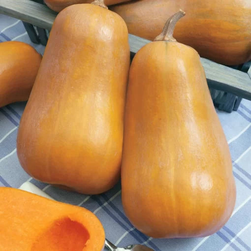 Honeybaby Hybrid Butternut Squash Seeds Sweet Mini Butternut Squash High Germination Garden Seeds heirloom non-gmo seeds